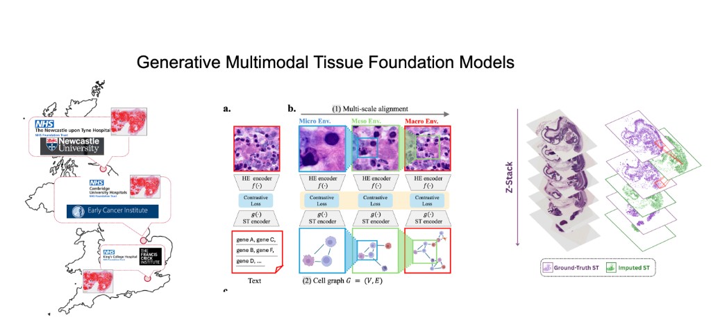 Generative Multimodal Tissue Foundation Models: data collection, SIGMMA alignment, and HoloTea 3D generation