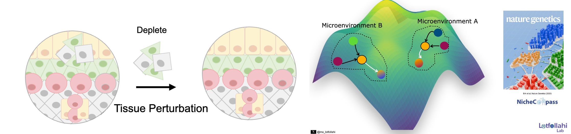 NicheCompass and MintFlow: tissue niches, microenvironments, and in silico perturbations