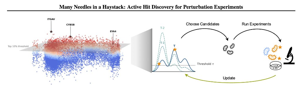 Many Needles in a Haystack: active hit discovery for perturbation experiments