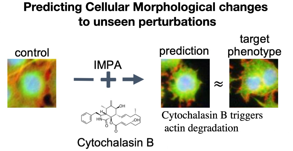 IMPA prediction workflow: control cell, perturbation, and predicted phenotype