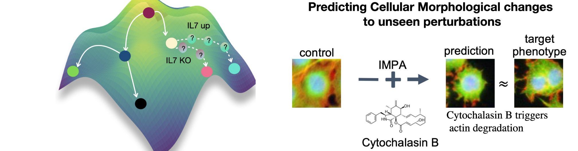 Perturbation fitness landscape and IMPA morphology prediction