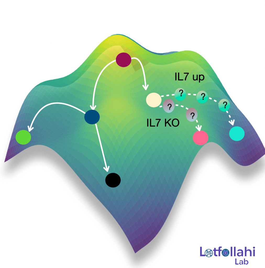 Conceptual landscape of cell state transitions in response to perturbations